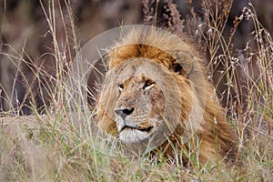 Portrait of a male lion in the Masai Mara