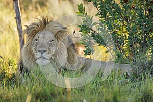 Portrait of a male lion  Panthera Leo relaxing, Welgevonden Game Reserve, South Africa.