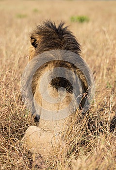 Portrait of male lion, Panthera leo, of the Sand River or Elawana Pride, from behind in African landscape with tall grass