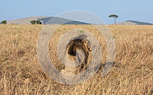 Portrait of male lion, Panthera leo, of the Sand River or Elawana Pride, from behind sitting in African landscape with tall grass