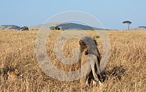 Portrait of male lion, Panthera leo, of the Sand River or Elawana Pride, from behind standing with lioness in African landscape