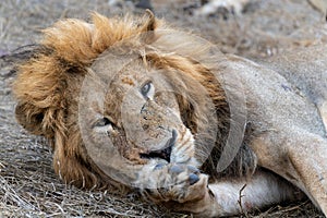 Portrait of a male lion in Sabi Sands Game Reserve