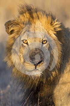 Portrait of a Male Lion, South Africa