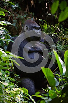Retrato masculino tierras bajas gorila 