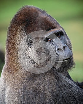 Portrait of a male lowland gorilla