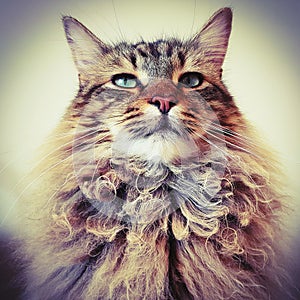 Portrait of a male maine coon lynx cat.