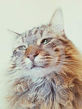 Portrait of a male maine coon lynx cat.