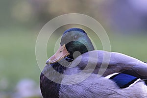 Portrait of a male mallard duck