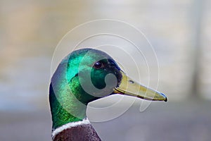 Portrait of a male mallard duck Anas platyrhynchos