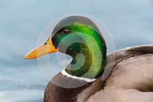 Portrait Of Male Mallard Duck