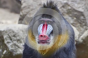 Portrait of a male mandrillus monkey