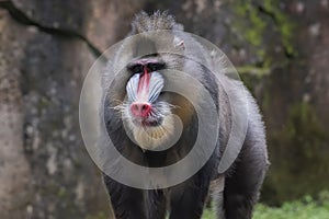 Portrait of a male mandrillus monkey