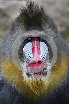 Portrait of a male mandrillus monkey