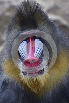 Portrait of a male mandrillus monkey