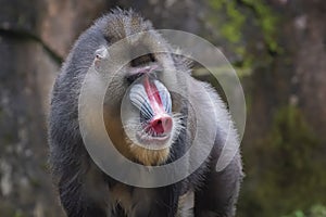 Portrait of a male mandrillus monkey