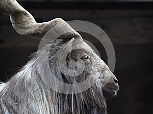 Portrait of male Markhor (Capra falconeri)