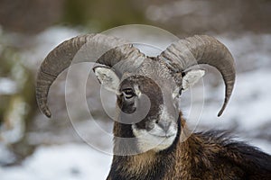 Portrait of a male moufflon outdoors