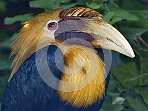 Portrait of male Papuan hornbill