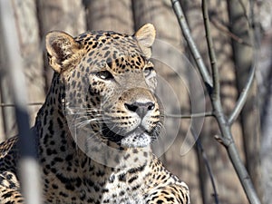 Portrait of male Persian Leopard, Panthera pardus saxicolor