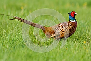 Portrait of a male pheasant photo