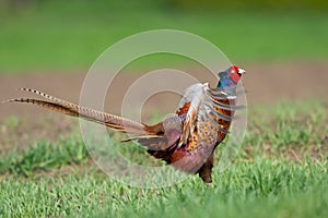 Portrait of a male pheasant