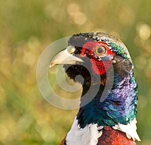 Portrait of a male Phesant photo