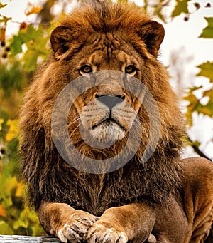 Portrait of a male pride African Lion as the King of Beasts on a fall day or autumn day