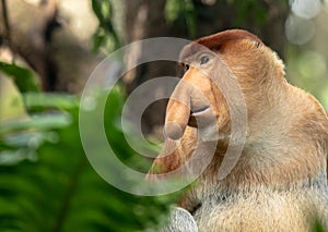 Portrait of a Male Proboscis Monkey with big nose