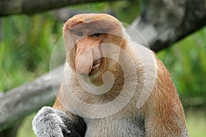 Portrait of Male Proboscis Monkey Nasalis larvatus