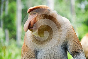 Portrait of Male Proboscis Monkey Nasalis larvatus