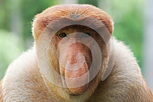 Portrait of Male Proboscis Monkey Nasalis larvatus