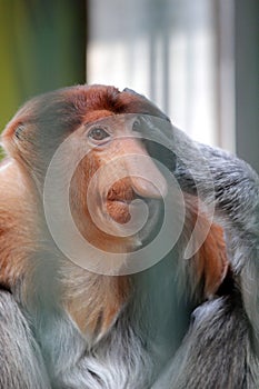 Portrait of male proboscis monkey (Nasalis larvatus) or long-nosed monkey in a cages of a zoo