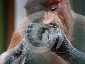 Portrait of male proboscis monkey (Nasalis larvatus) or long-nosed monkey in a cages of a zoo