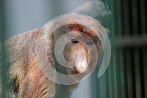 Portrait of male proboscis monkey (Nasalis larvatus) or long-nosed monkey in a cages of a zoo