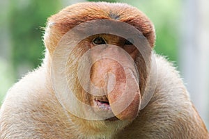 Portrait of Male Proboscis Monkey Nasalis larvatus