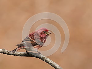 Portrait of a male purple finch, Haemorhous purpureus.