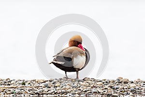 Portrait of male red-crested duck Netta rufina standing
