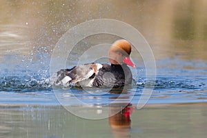 Portrait of male red-crested pochard Netta rufina