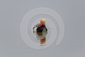 Portrait of male red-crested pochard Netta rufina swimming