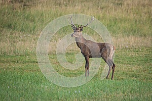 Portrait male Red Deer cervus elaphus