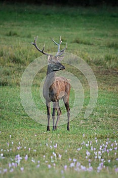 Portrait male Red Deer cervus elaphus