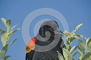 A portrait of a male red-winged blackbird.  Burnaby BC Canada