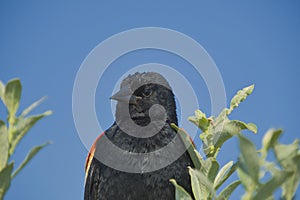 A portrait of a male red-winged blackbird.  Burnaby BC Canada