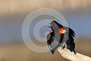 Portrait of a male red-winged blackbird perched on a branch
