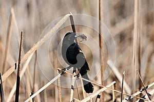 Portrait of a male red-winged blackbird perched on a cattail