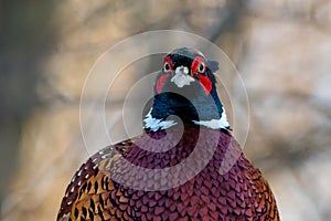 Portrait of a Male Ring-necked Pheasant or Common Pheasant (Phasianus colchicus) in the Forest of Finland