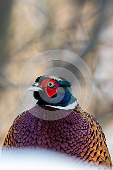 Portrait of a Male Ring-necked Pheasant or Common Pheasant (Phasianus colchicus) in the Forest of Finland