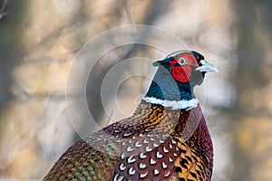 Portrait of a Male Ring-necked Pheasant or Common Pheasant (Phasianus colchicus) in the Forest of Finland