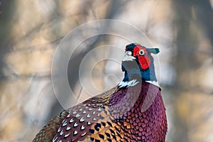 Portrait of a Male Ring-necked Pheasant or Common Pheasant (Phasianus colchicus) in the Forest of Finland