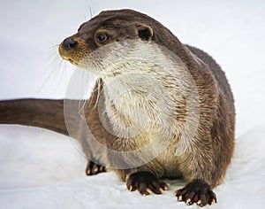 Portrait of male river otter sitting in the snow in winter